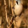 Sykorice vousata - Panurus biarmicus - Bearded Reedling 4021a